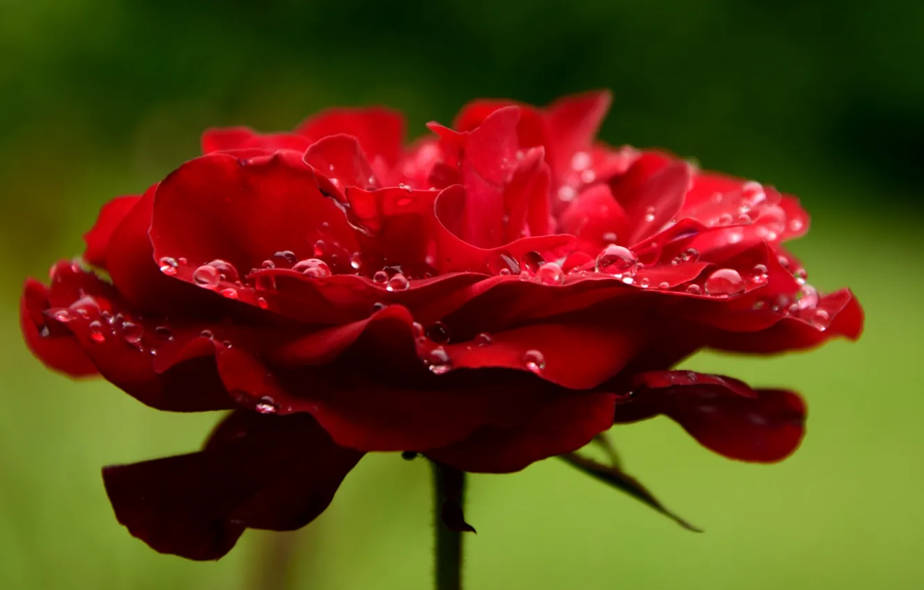 Photo wallpaper flower, drops, macro, rose, petals, red, rose, red