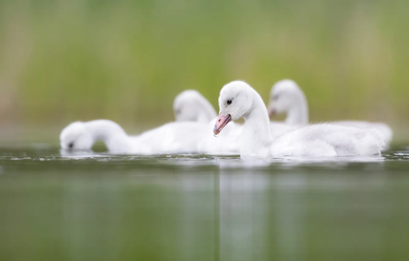 Photo wallpaper bird, white, swans, Chicks, pond, swimming, brood, the Lebeda