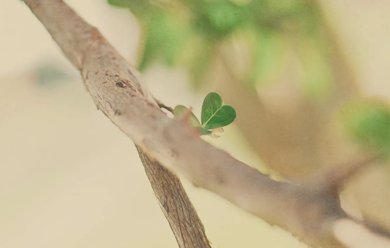 Photo wallpaper macro, trees, branches, mood, branch, foliage, heart, leaf