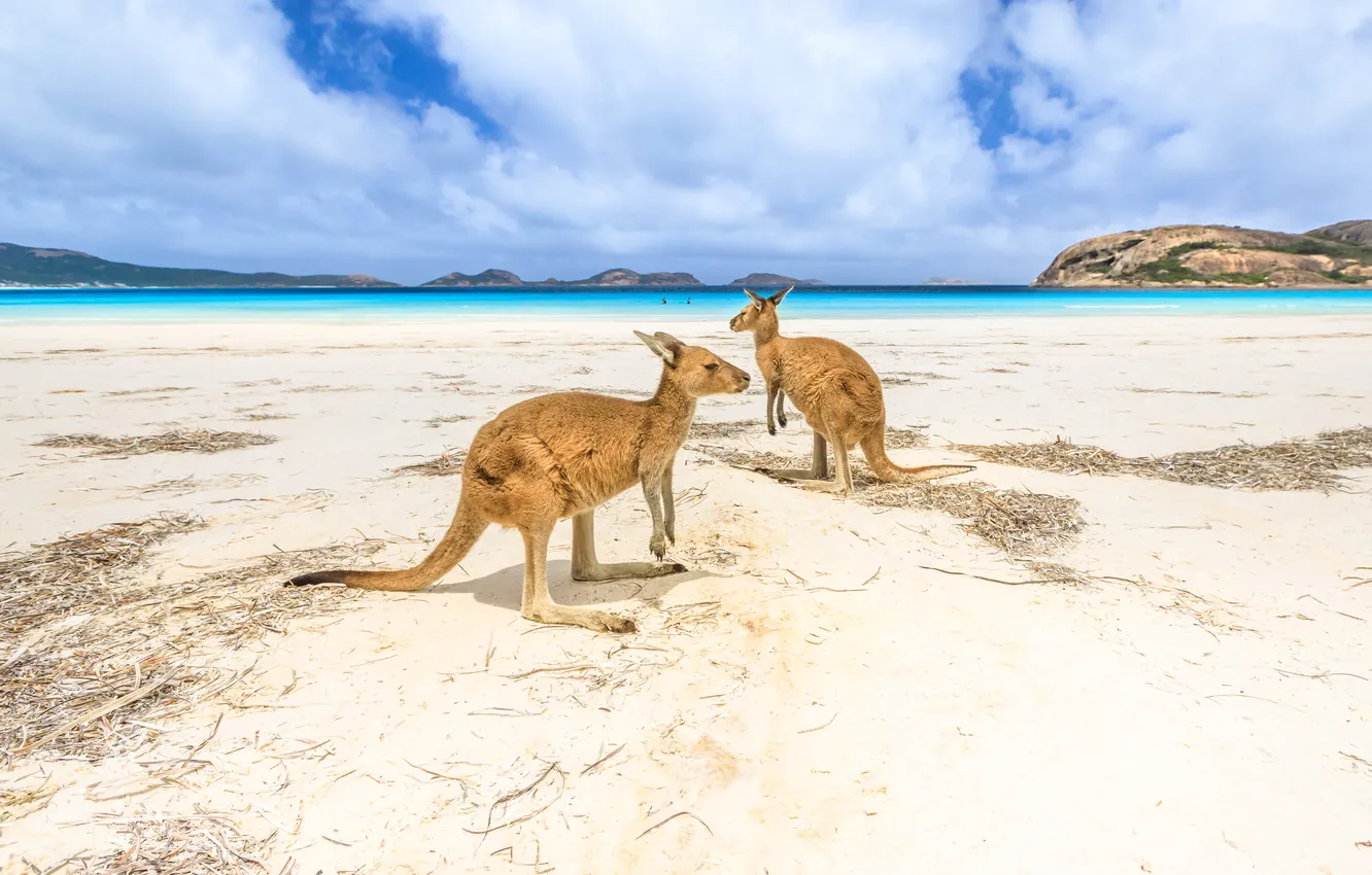 Photo wallpaper sea, kangaroo, clouds, shore, beach, a couple, sand