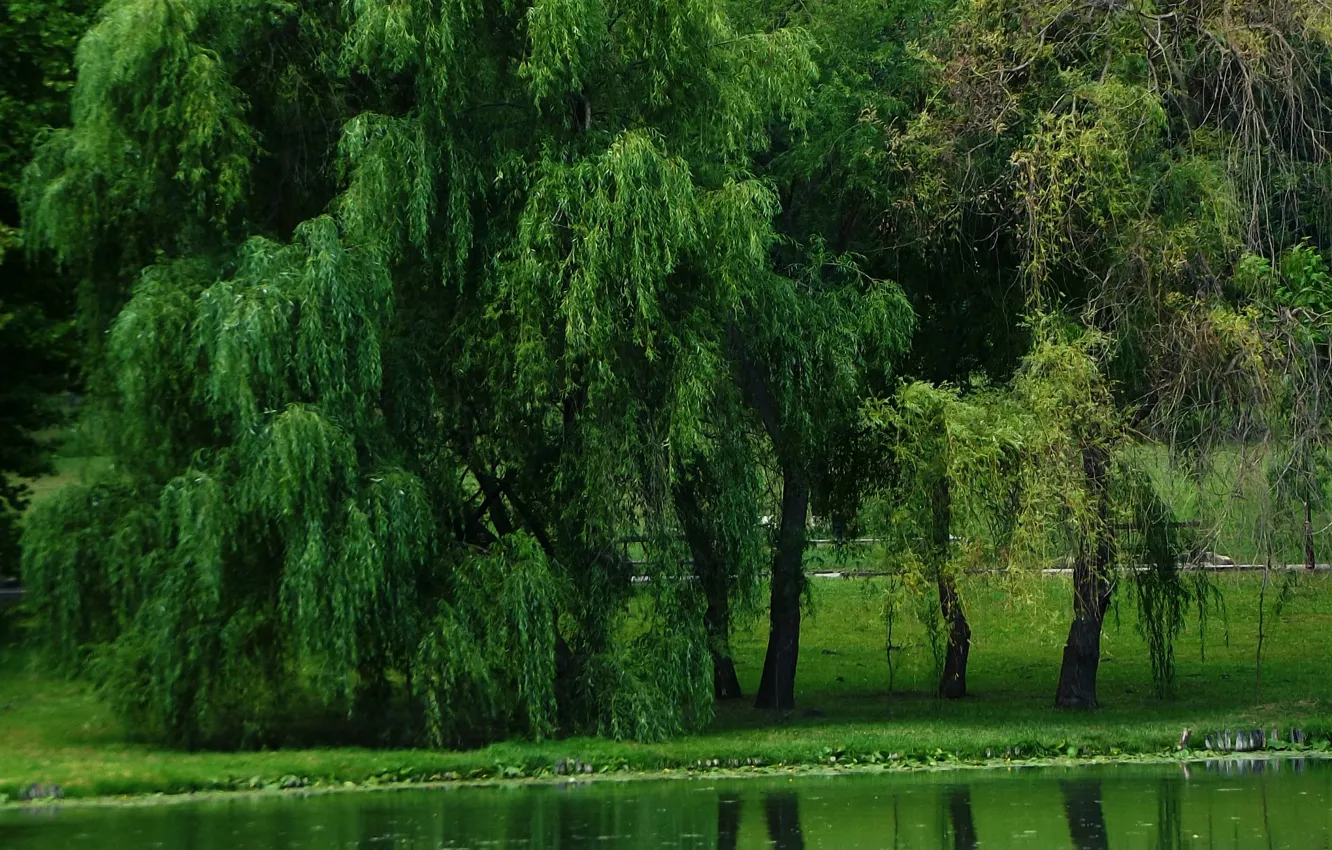 Photo wallpaper greens, trees, nature, lake, green, trees, nature, lake