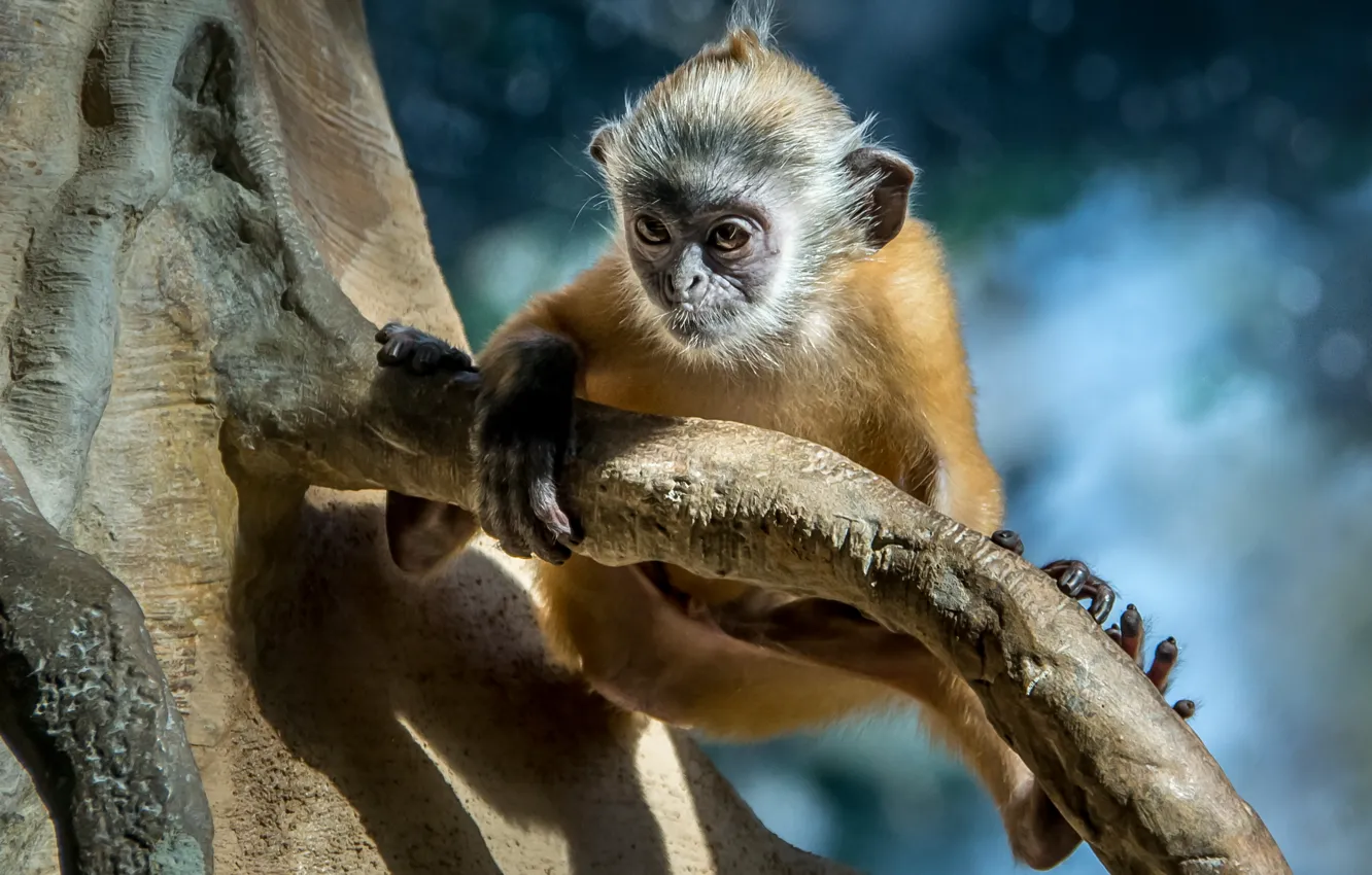 Photo wallpaper trees, branches, monkey, the primacy of, Wallpaper from lolita777, langur