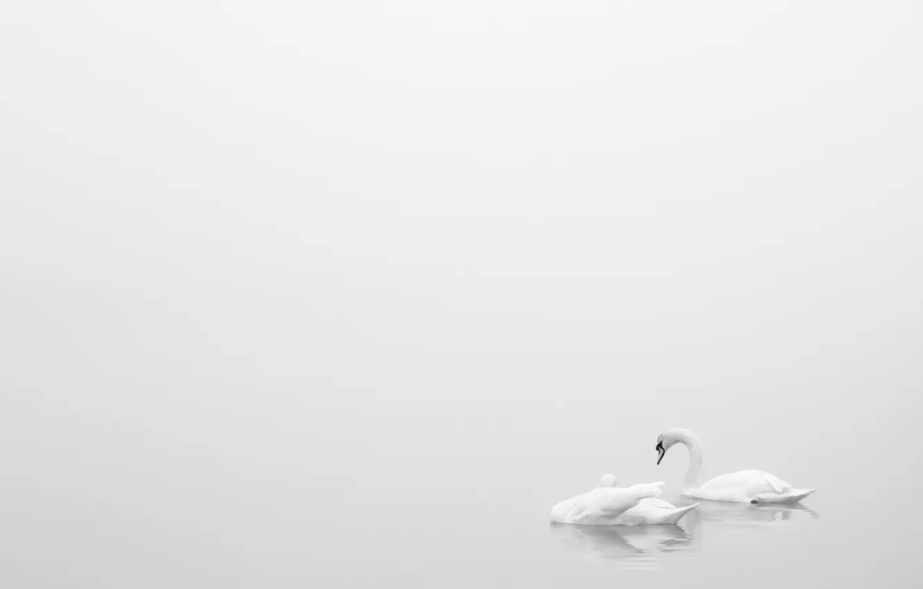 Photo wallpaper lake, minimalism, swans