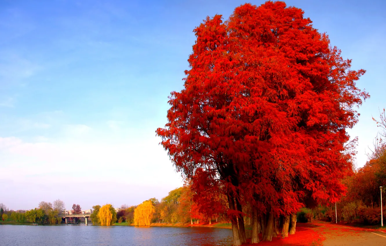 Photo wallpaper road, autumn, leaves, trees, the city, lake, pond