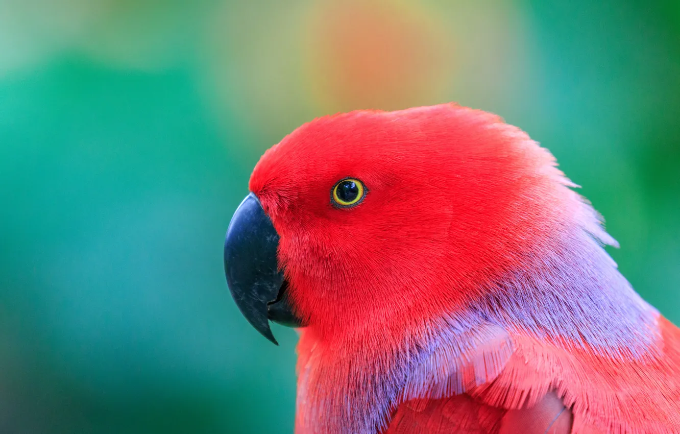 Photo wallpaper photo, head, parrot