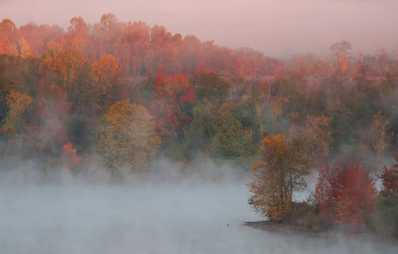 Photo wallpaper autumn, trees, nature, fog, paint, morning, couples