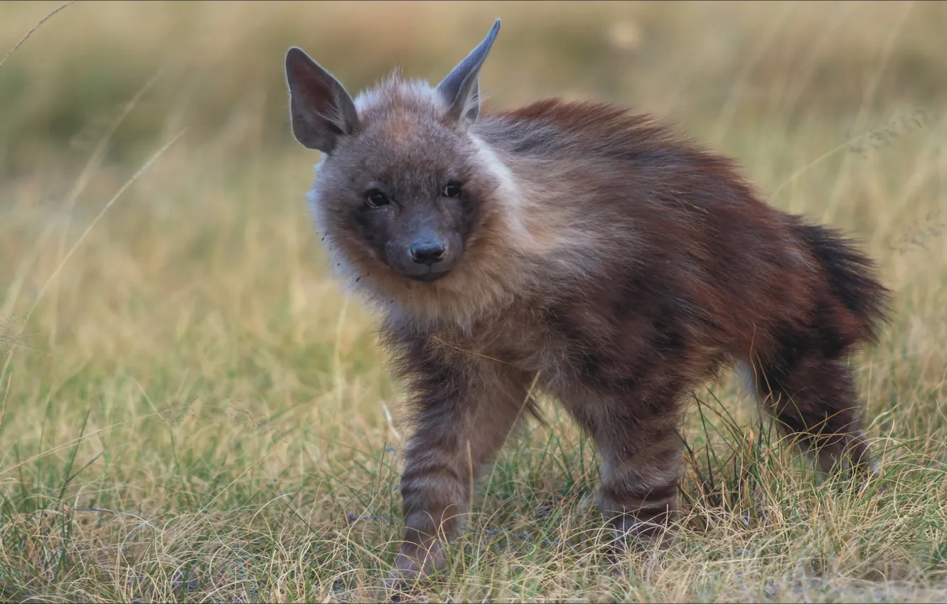 Photo wallpaper animal, portrait, look, nature, a rare animal