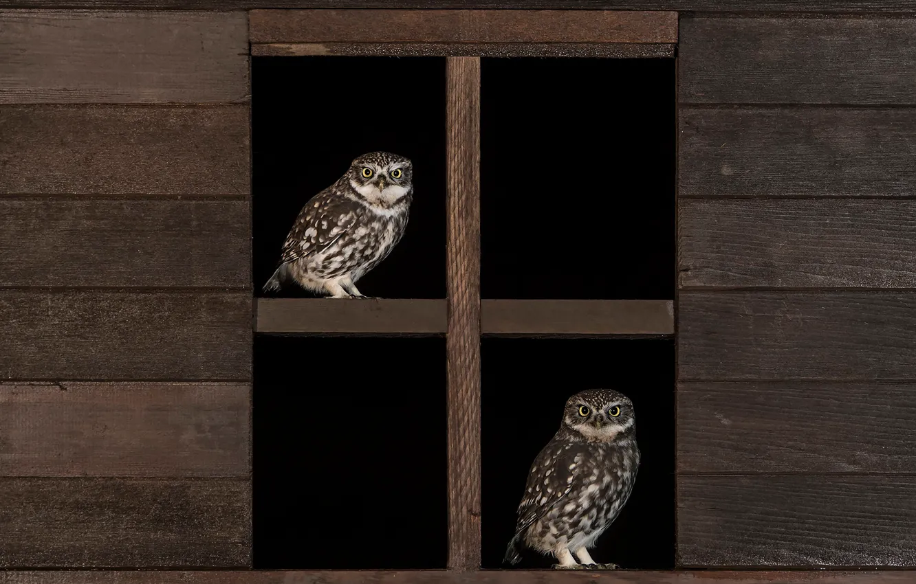 Photo wallpaper birds, owl, Board, two, window, pair, black background, owls