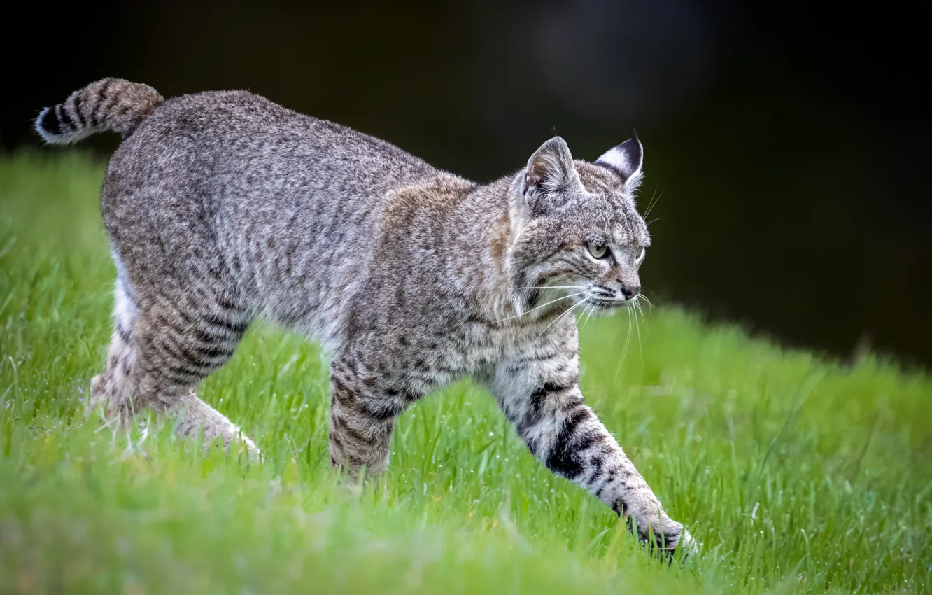 Photo wallpaper greens, grass, look, nature, slope, walk, lynx, wild cat