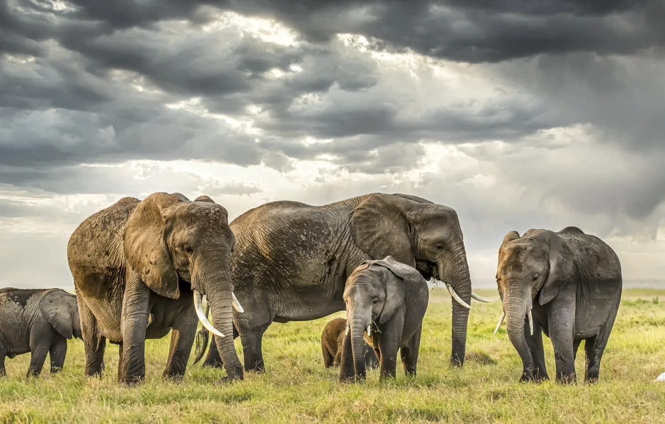 Photo wallpaper nature, elephant, Africa