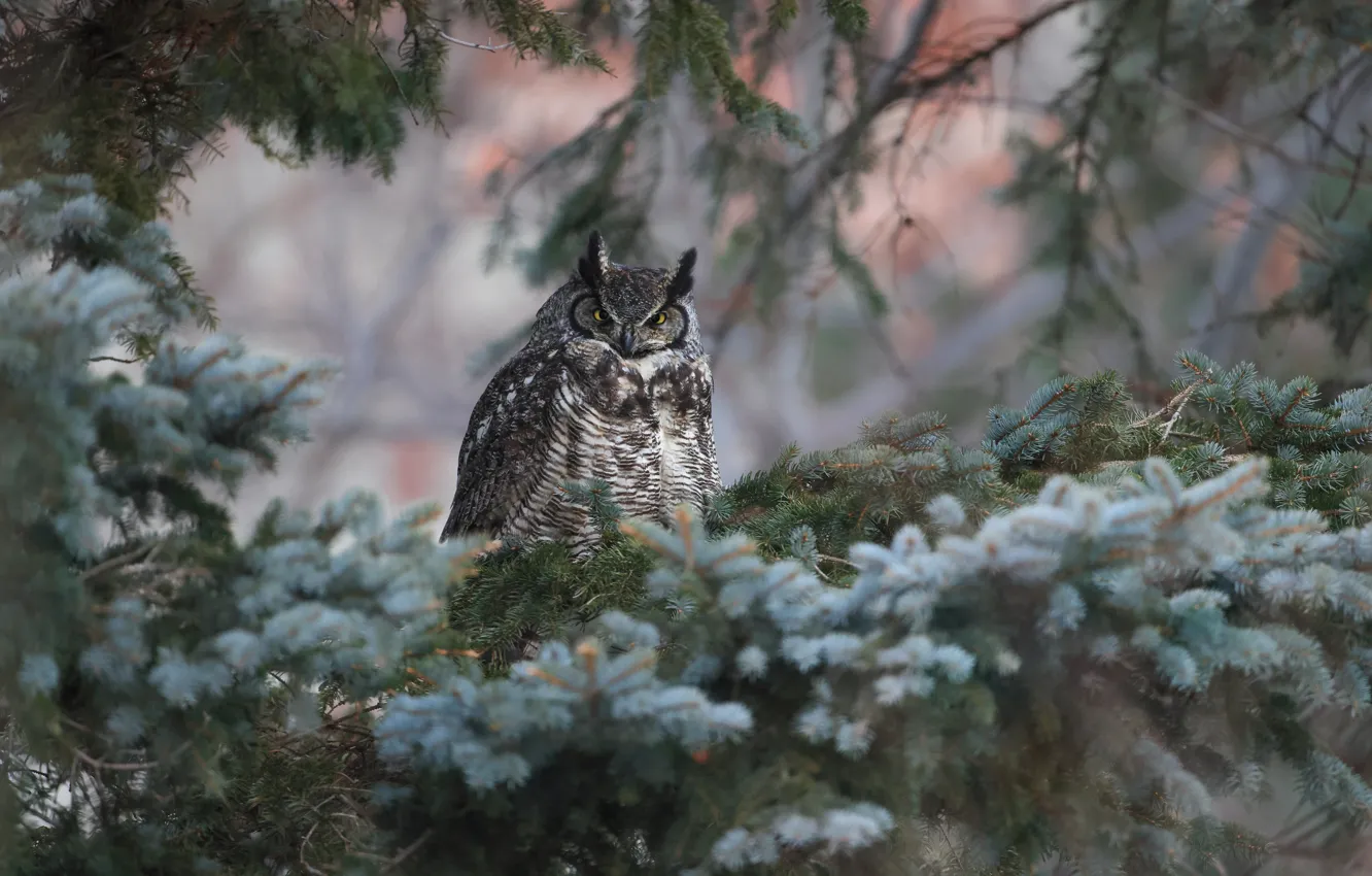Photo wallpaper forest, look, branches, owl, bird, spruce, eared, coniferous