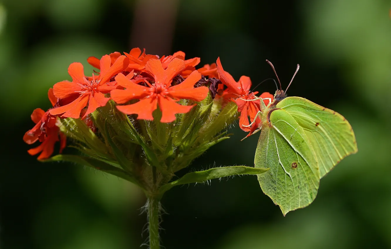 Photo wallpaper summer, butterfly, color, the limonite