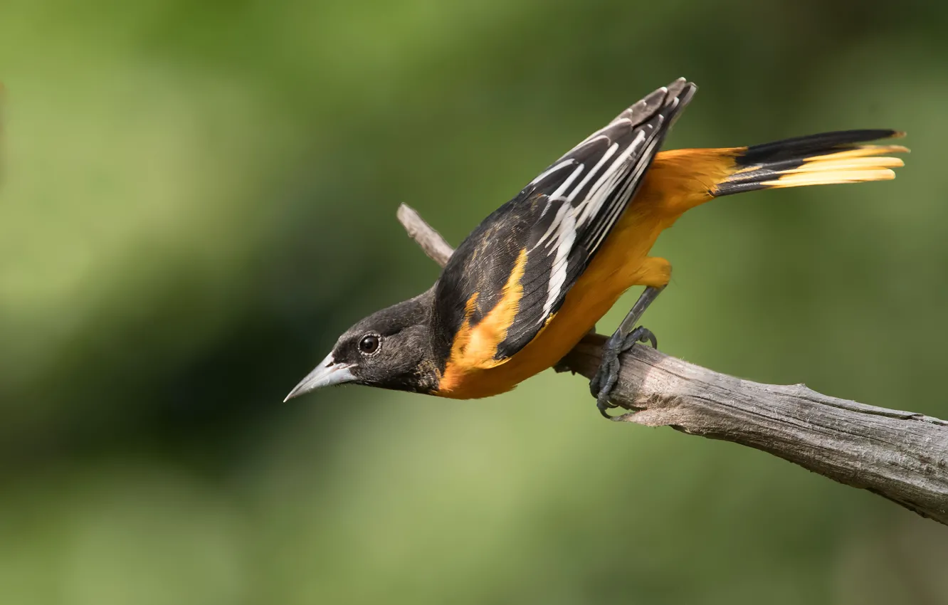 Photo wallpaper bird, branch, Baltimore Oriole