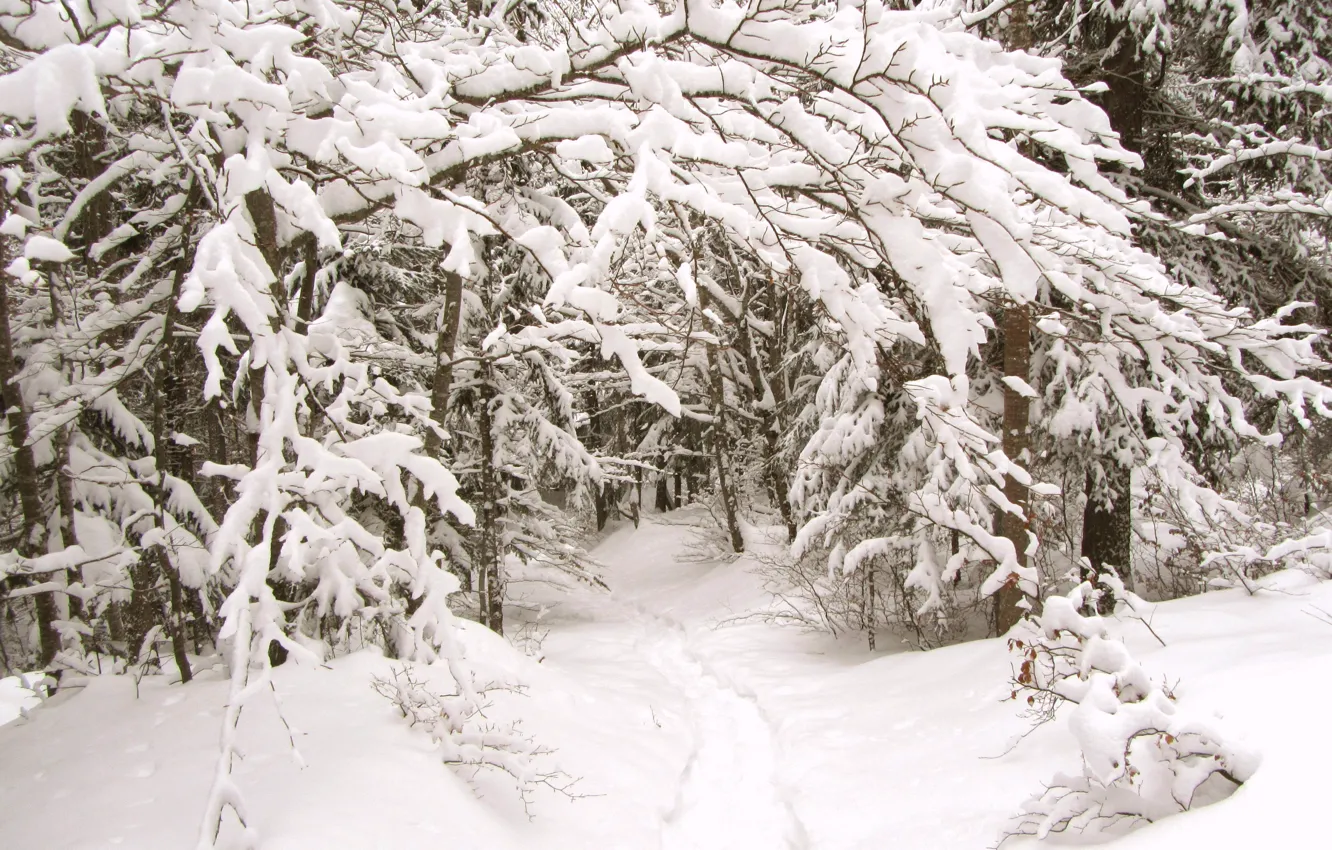 Photo wallpaper winter, forest, snow, trail, frost, forest, winter, snow