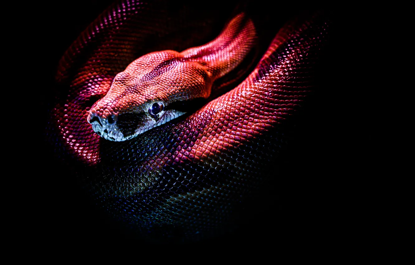Photo wallpaper background, black, snake, scales, reptile