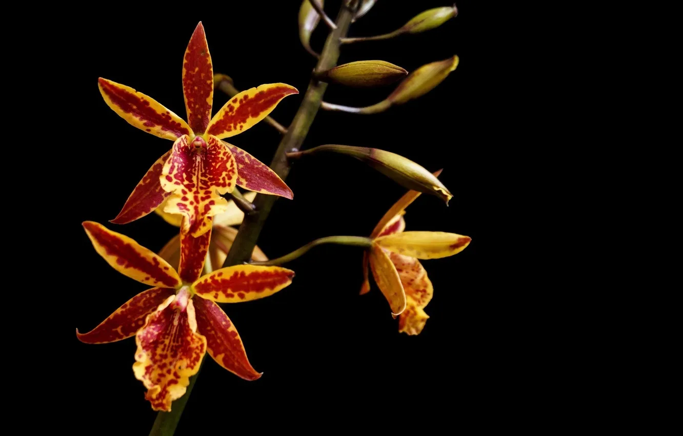 Photo wallpaper flower, macro, bright, the dark background, branch, orchids, motley