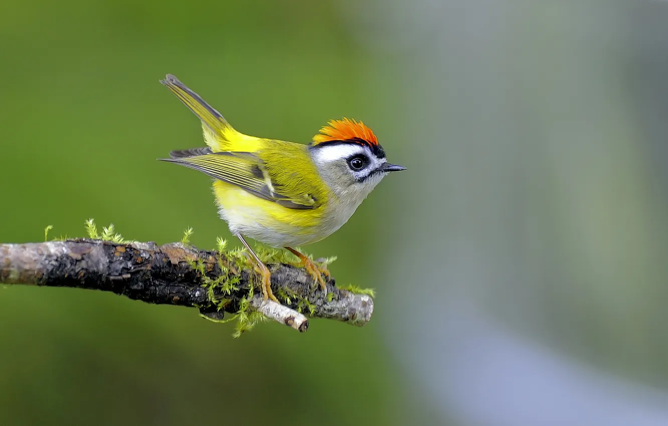 Photo wallpaper branches, bird, color, feathers