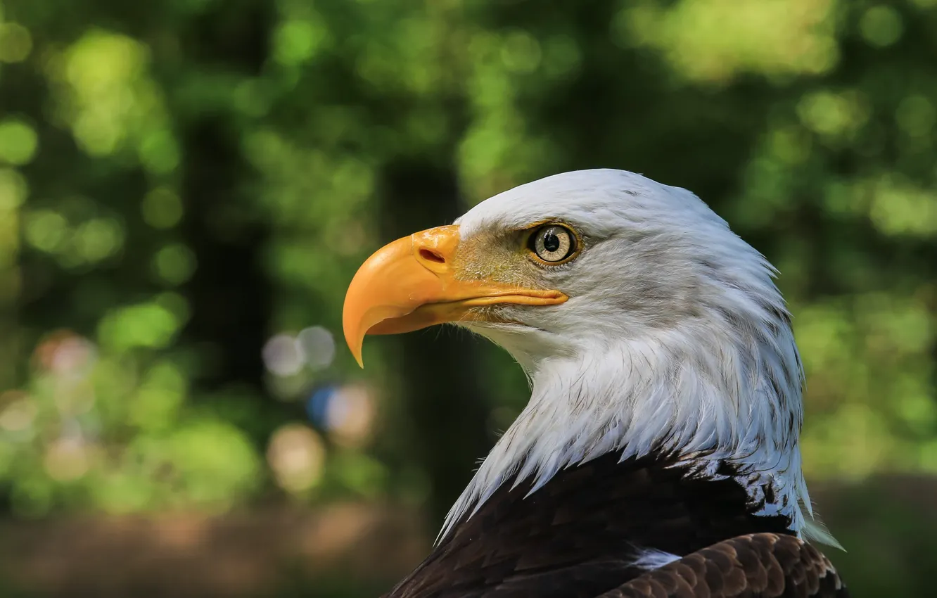 Photo wallpaper look, bird, portrait, profile, bald eagle