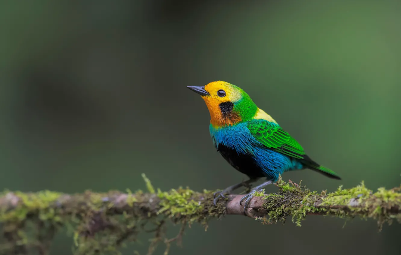 Photo wallpaper background, bird, branch, Chernouhie colored tanager