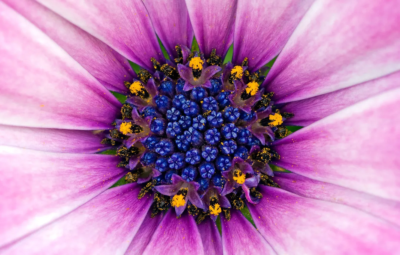Photo wallpaper Flower, Pollen, Violet