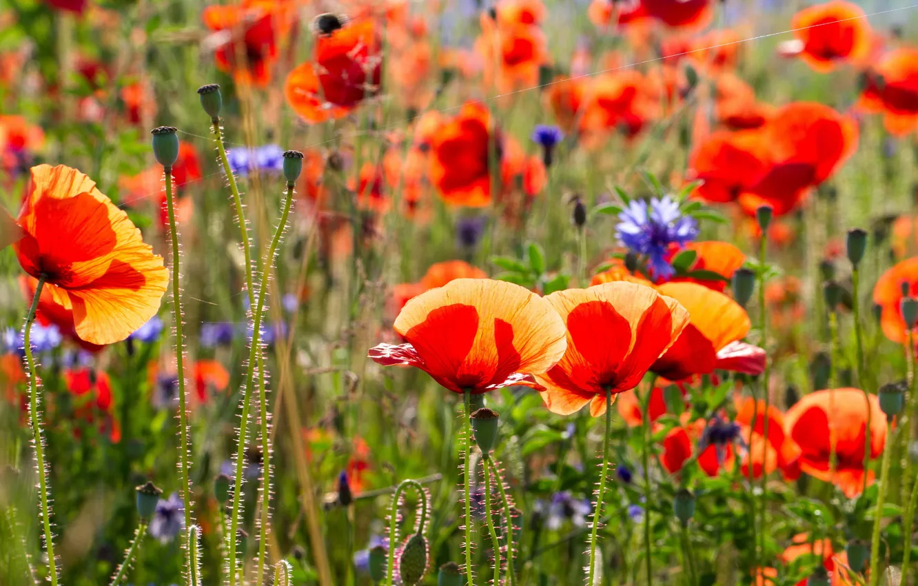 Photo wallpaper summer, flowers, Maki