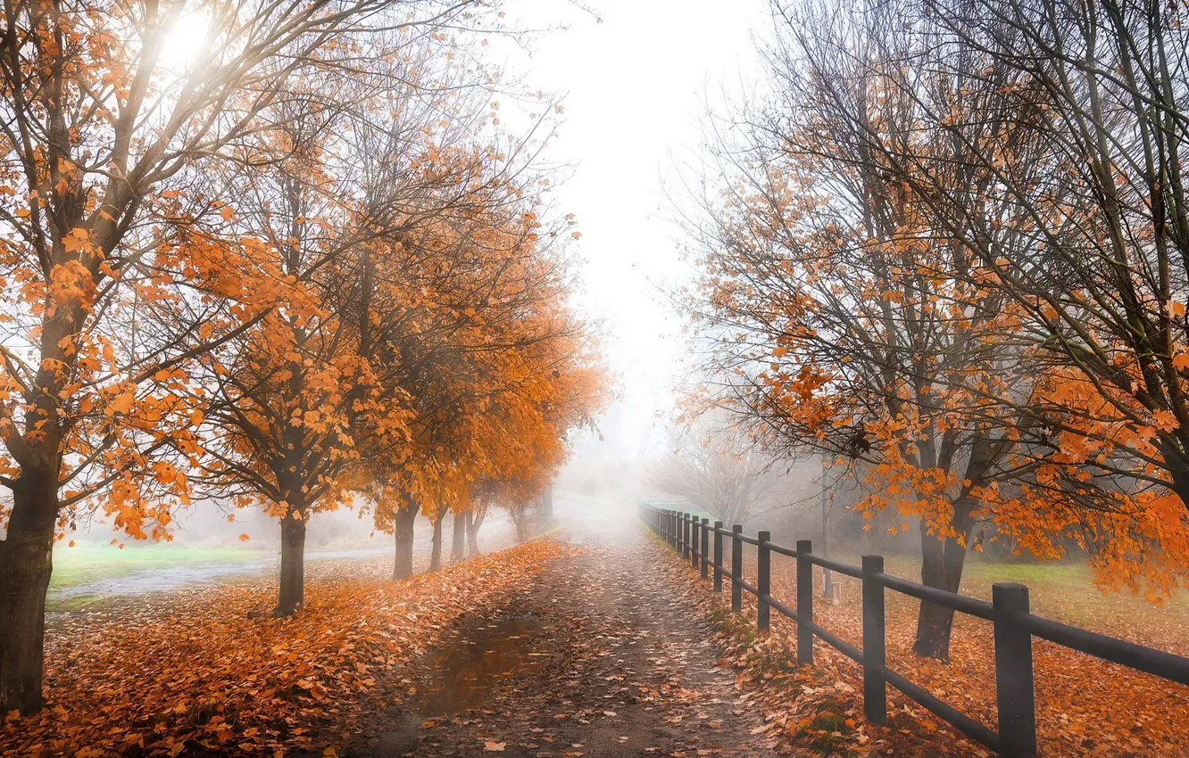Photo wallpaper road, autumn, fog