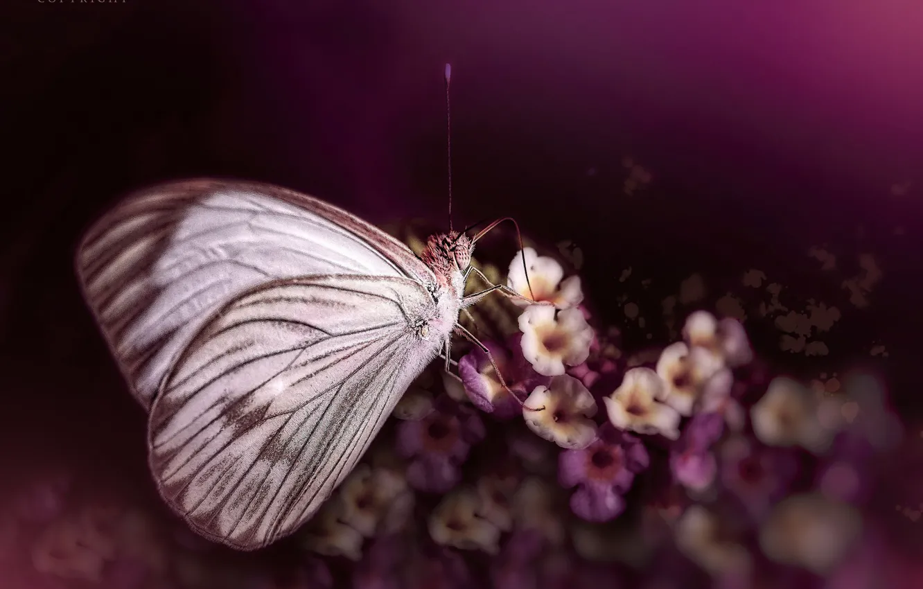 Photo wallpaper macro, flowers, butterfly, Eleonora Di Primo