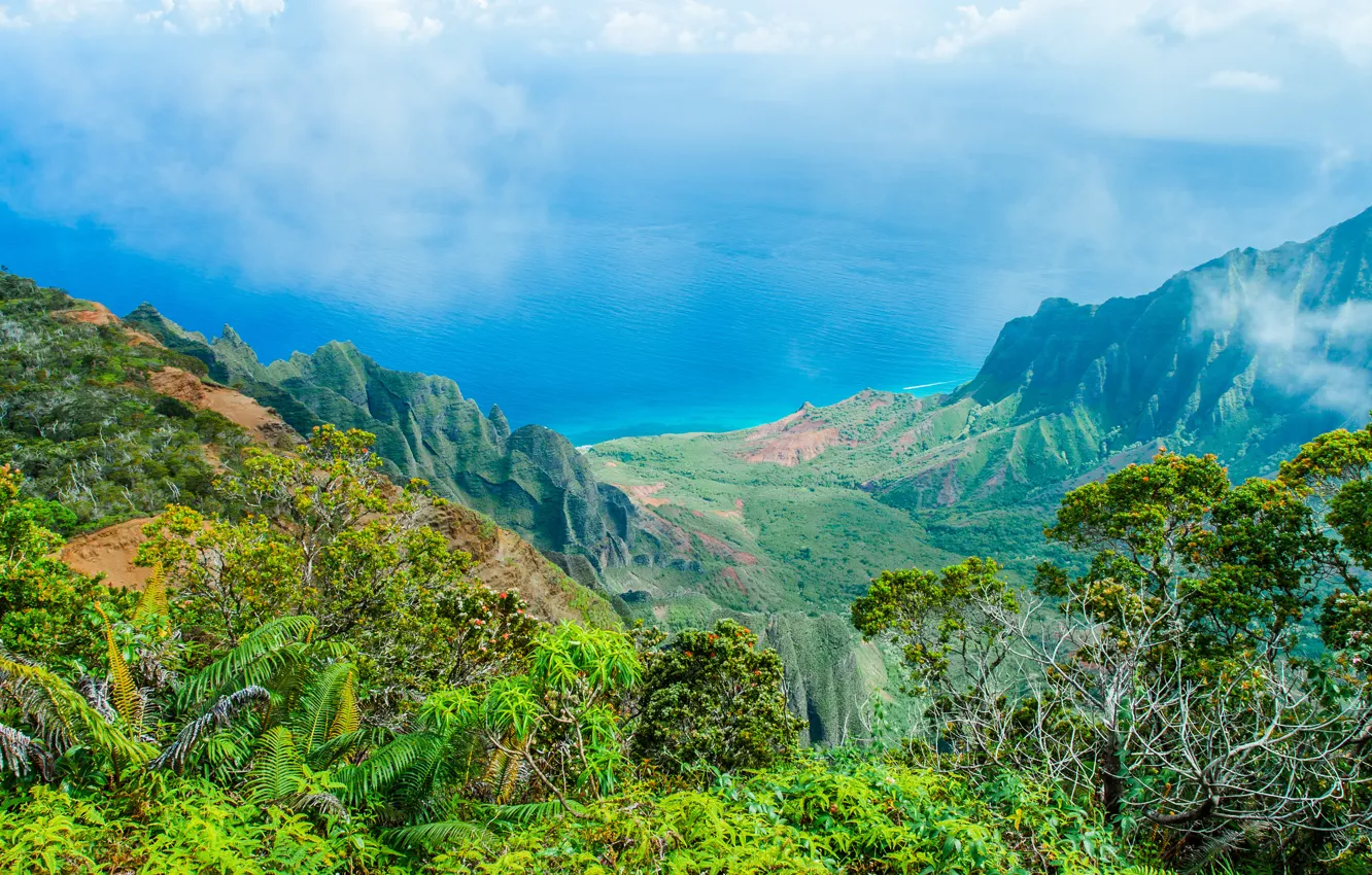 Photo wallpaper sea, trees, flowers, shore, Hawaii