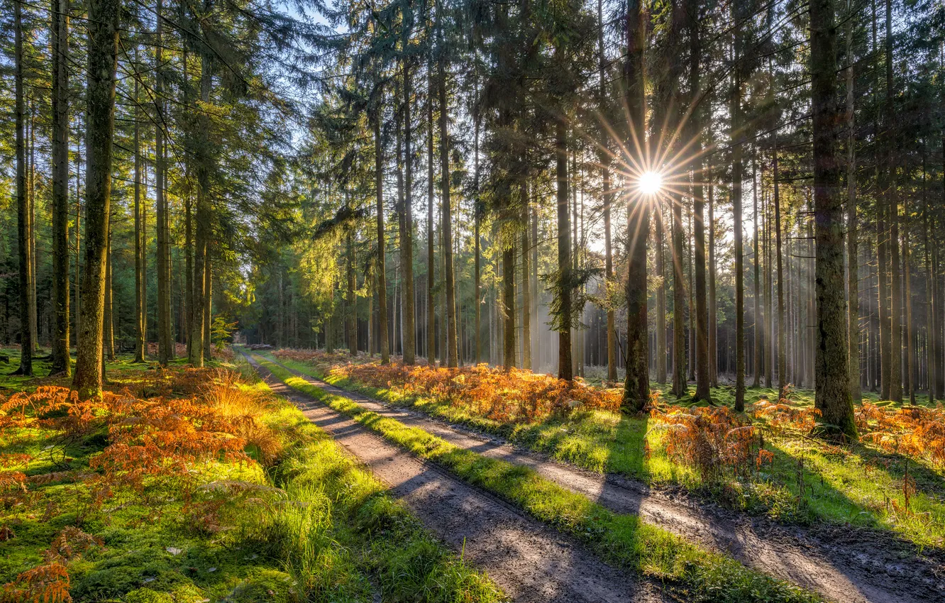 Photo wallpaper The sun, Autumn, Germany, Road, Forest, Rhineland-Palatinate, Rays of light