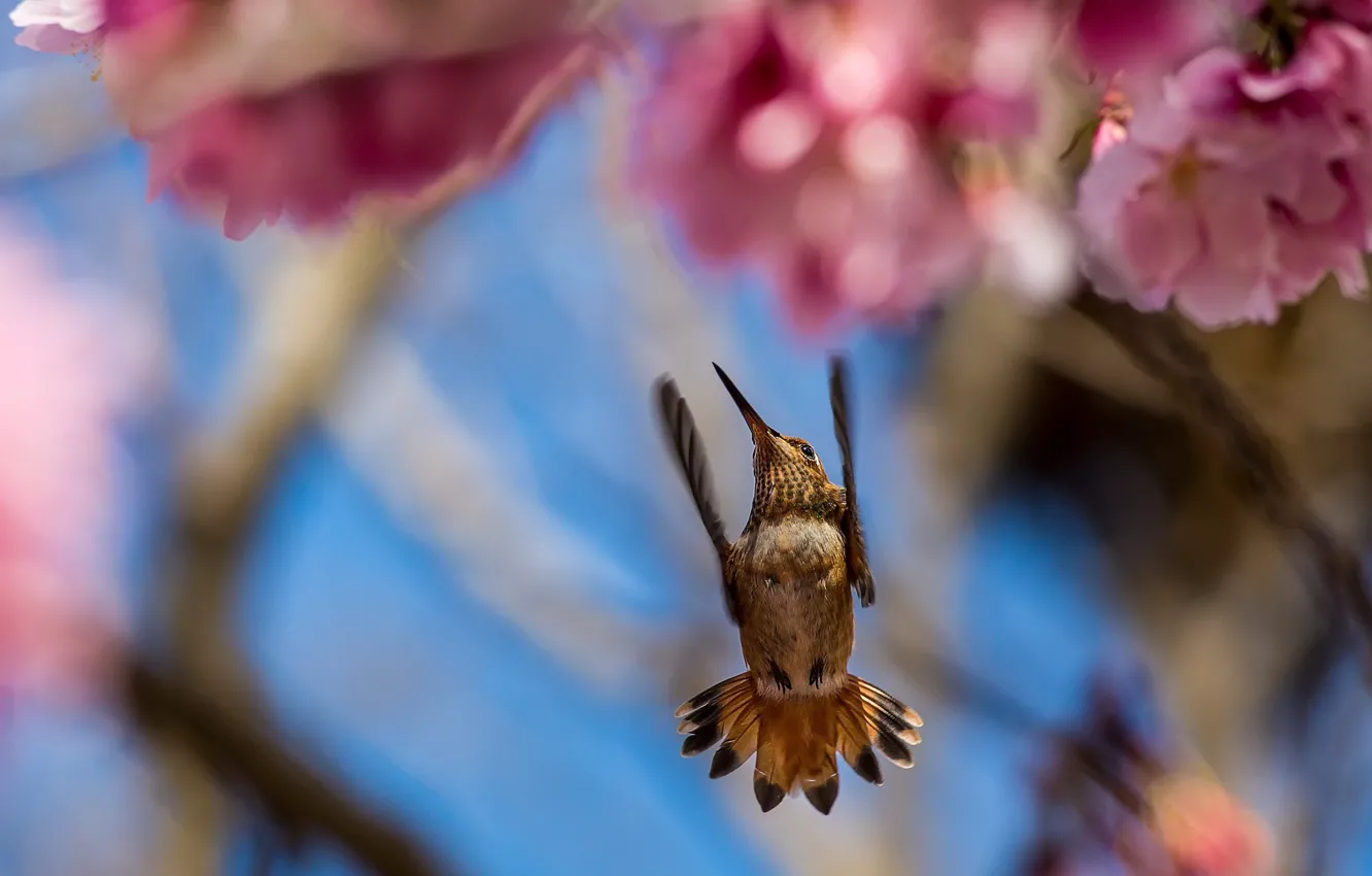 Photo wallpaper trees, flowers, branches, bird, focus, blur, Hummingbird