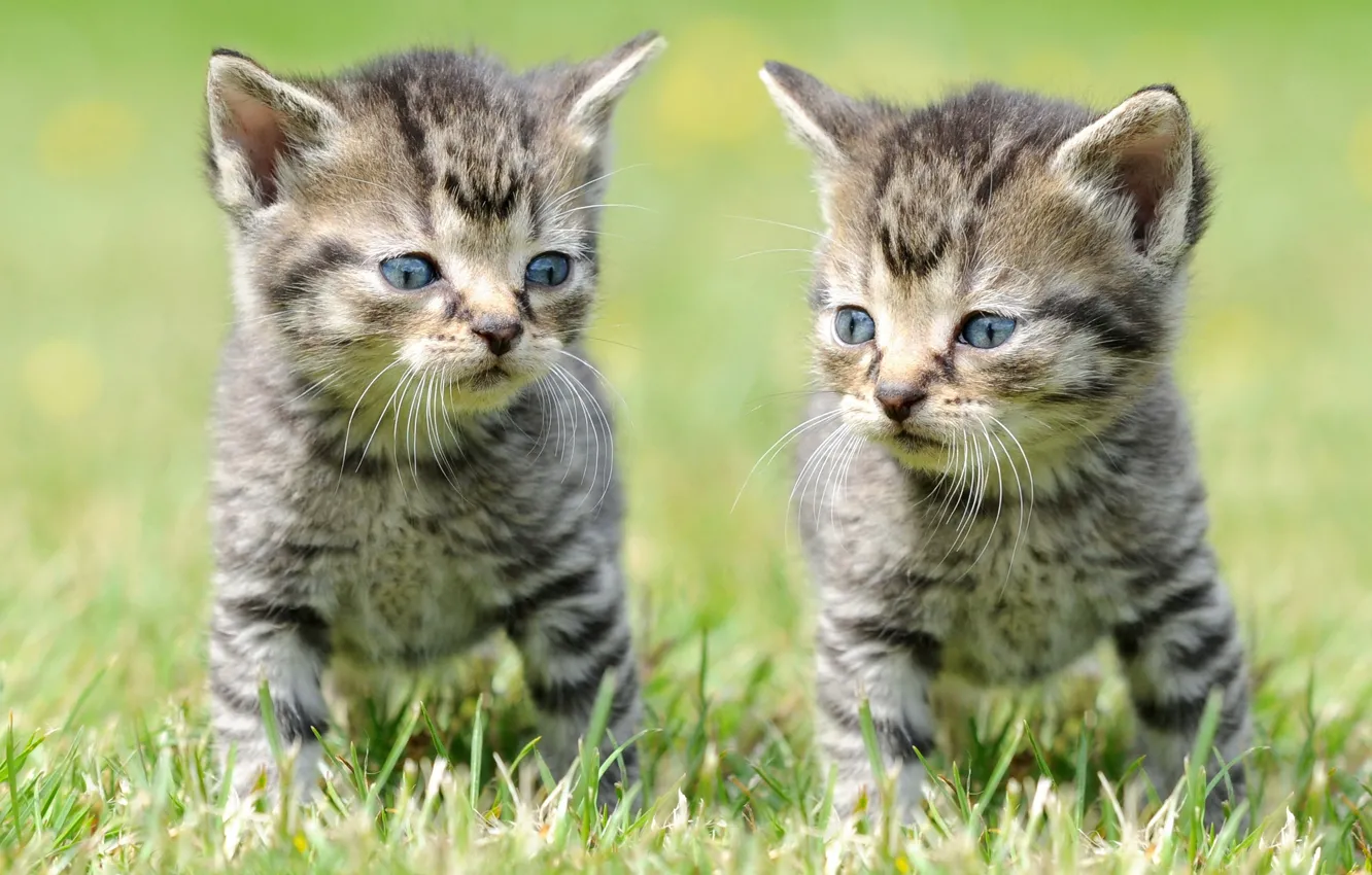 Photo wallpaper a couple, grass, kitty, cat, two kittens
