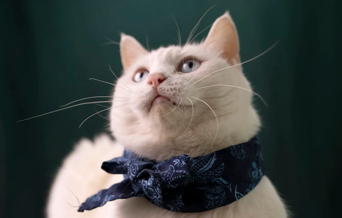 Photo wallpaper cat, white, cat, mustache, look, face, background, portrait