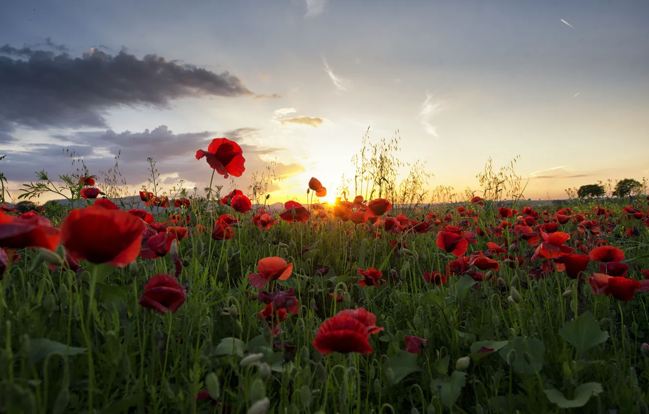 Photo wallpaper summer, the sky, the sun, clouds, light, sunset, flowers, Maki