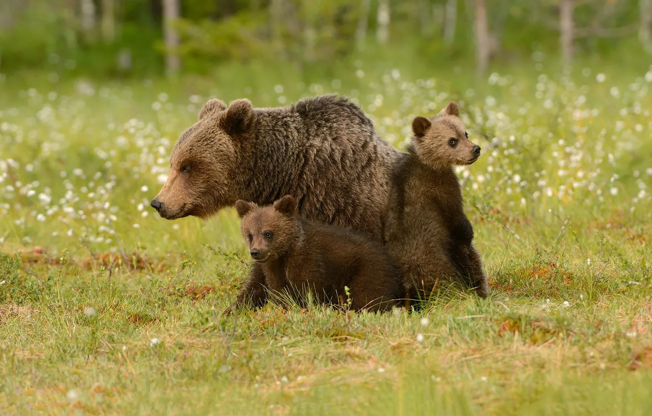 Photo wallpaper grass, bears, bears, bokeh, cubs, bear