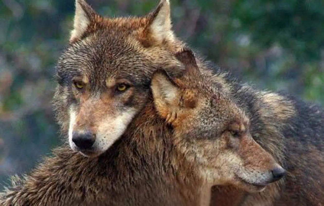 Photo wallpaper Predator, nature, snow, face, animal, wolf, canis lupus, wildlife