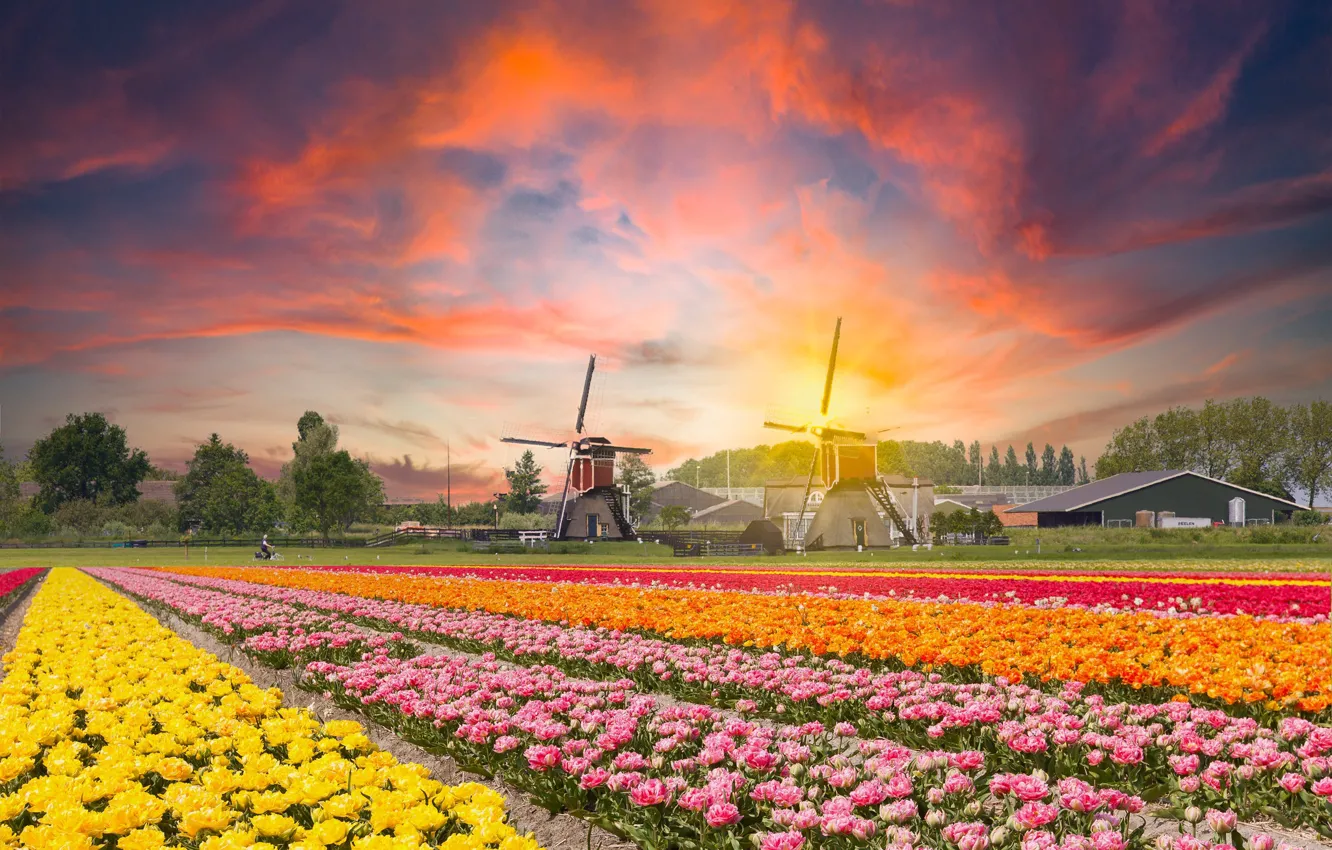 Photo wallpaper field, sunset, flowers, tulips, mill, Netherlands, plantation