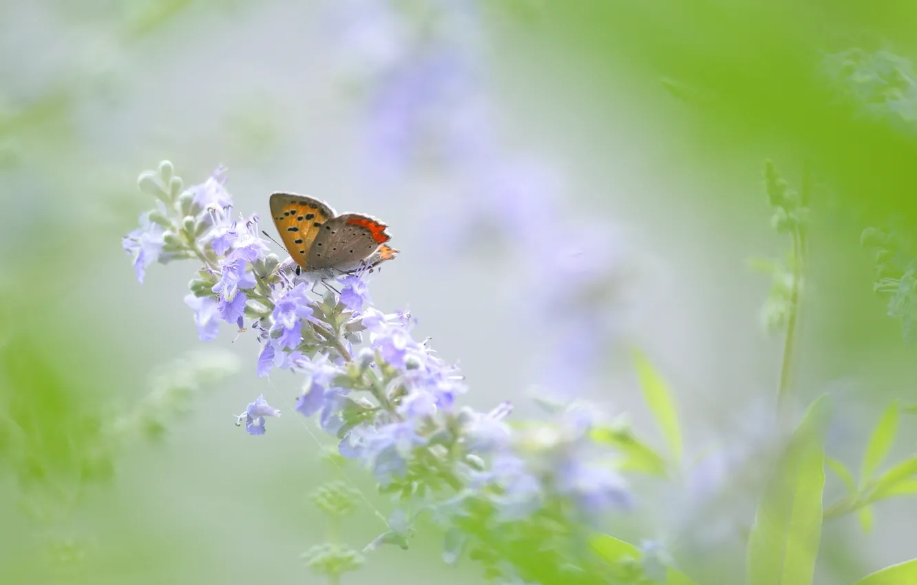 Photo wallpaper summer, flowers, butterfly, lawn, Wallpaper from lolita777