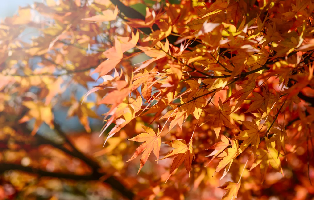 Photo wallpaper autumn, leaves, colorful, maple, autumn, leaves, autumn, maple