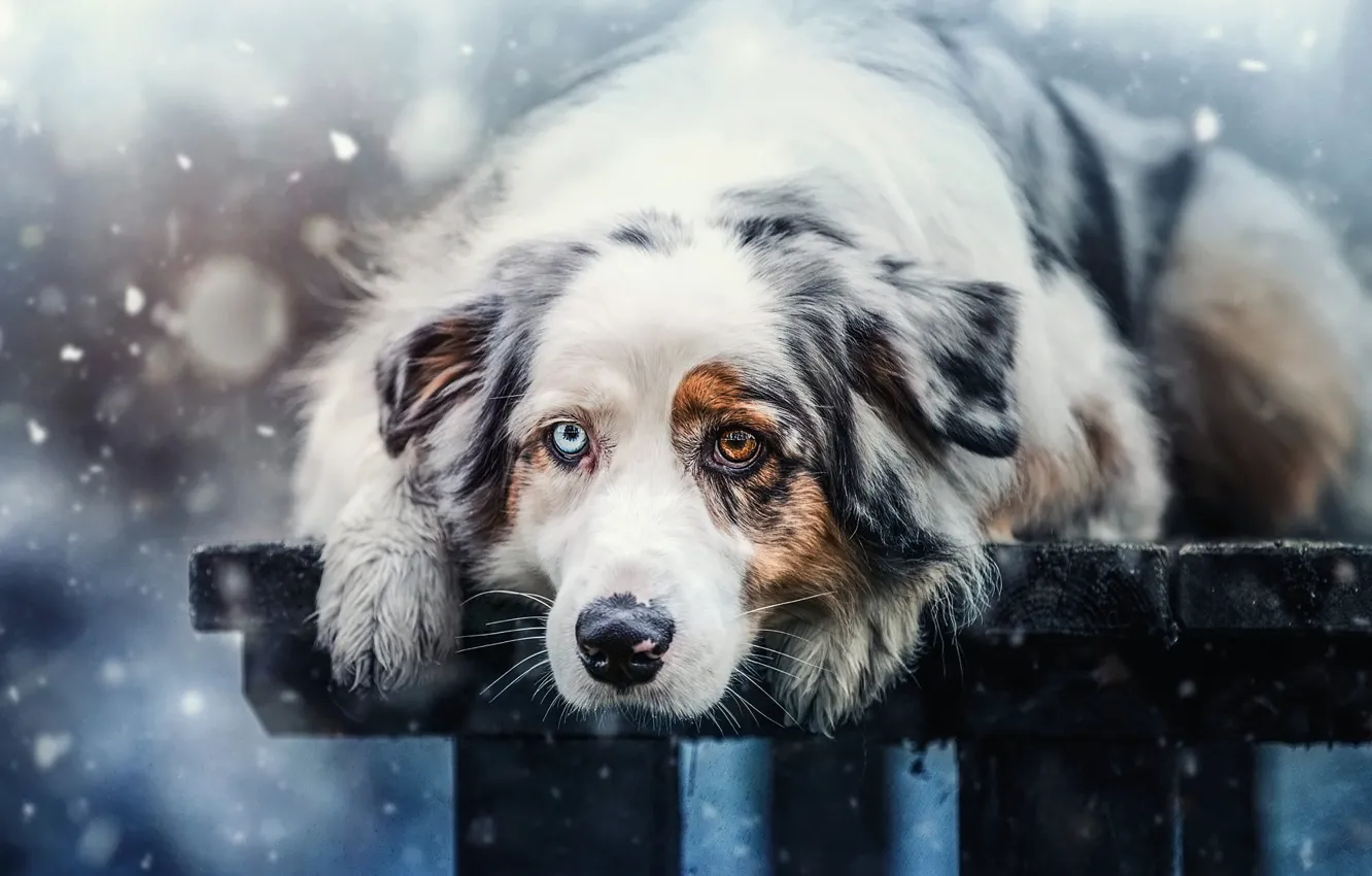 Photo wallpaper winter, look, face, snow, bench, nature, background, mood