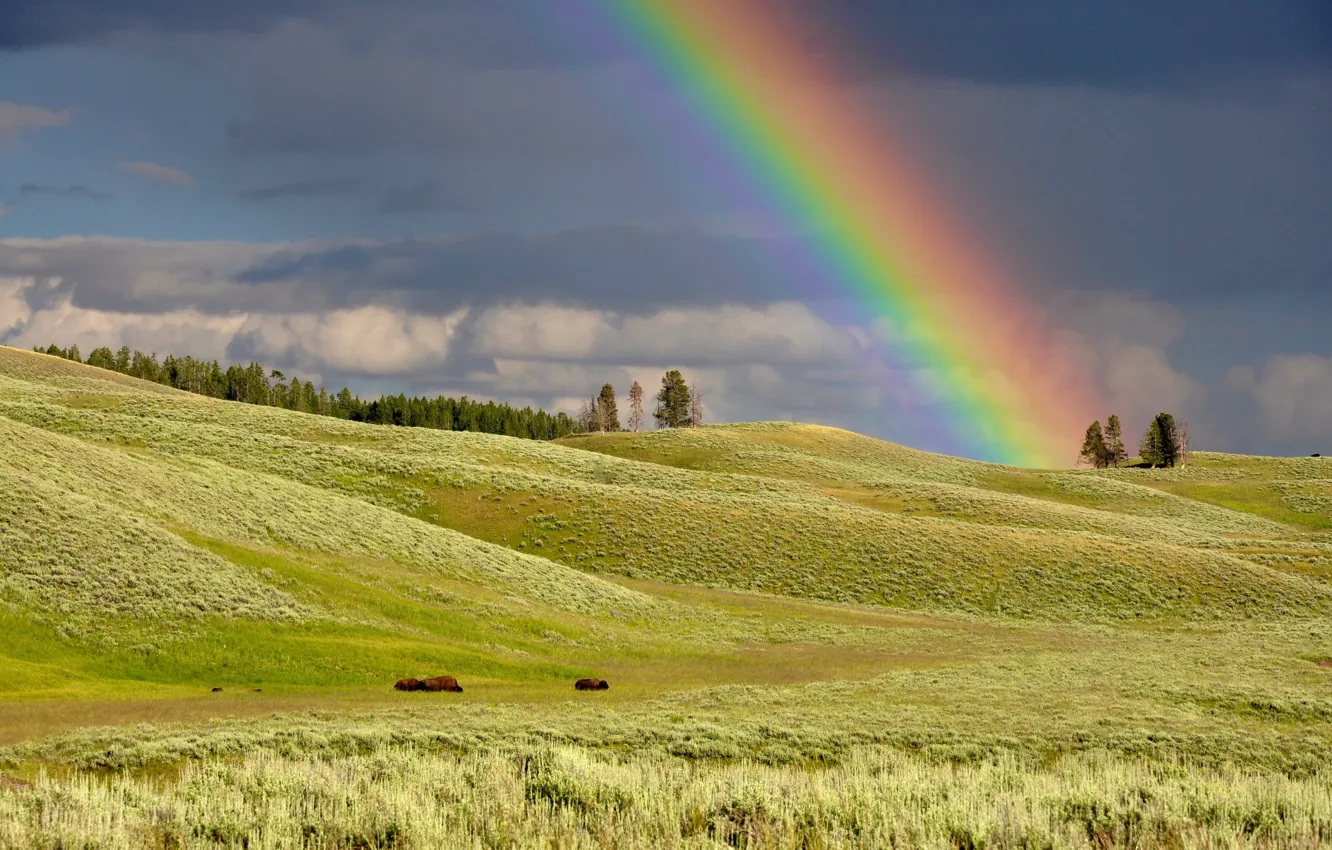 Photo wallpaper field, forest, hills, rainbow, Buffalo