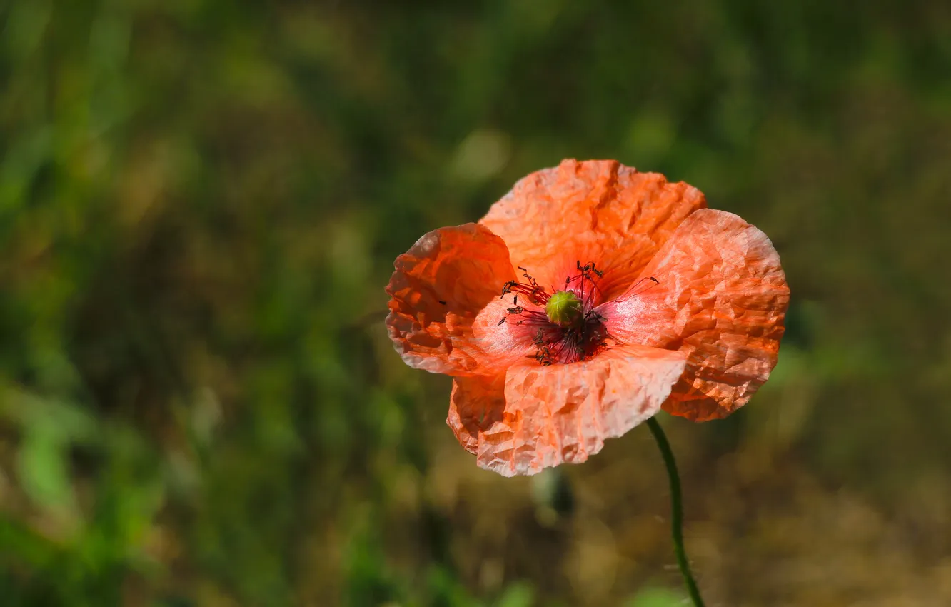 Photo wallpaper red, flower, poppy