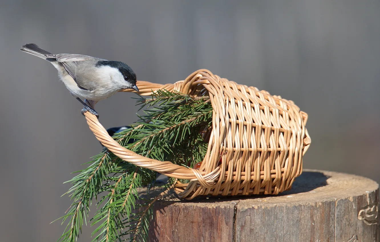 Photo wallpaper nature, bird, tit, tit, photohunt