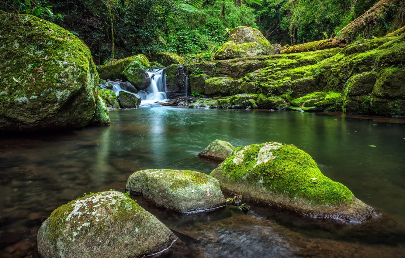 Photo wallpaper forest, trees, nature, stones, waterfall, moss, Australia, West Canungra Creek Circuit