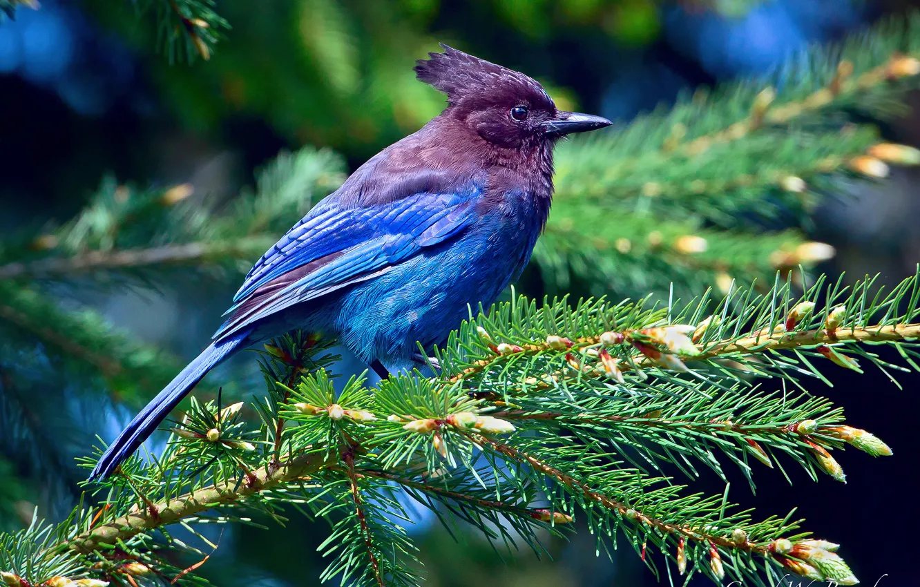 Photo wallpaper forest, light, branches, tree, spruce, feathers, Bird, purple