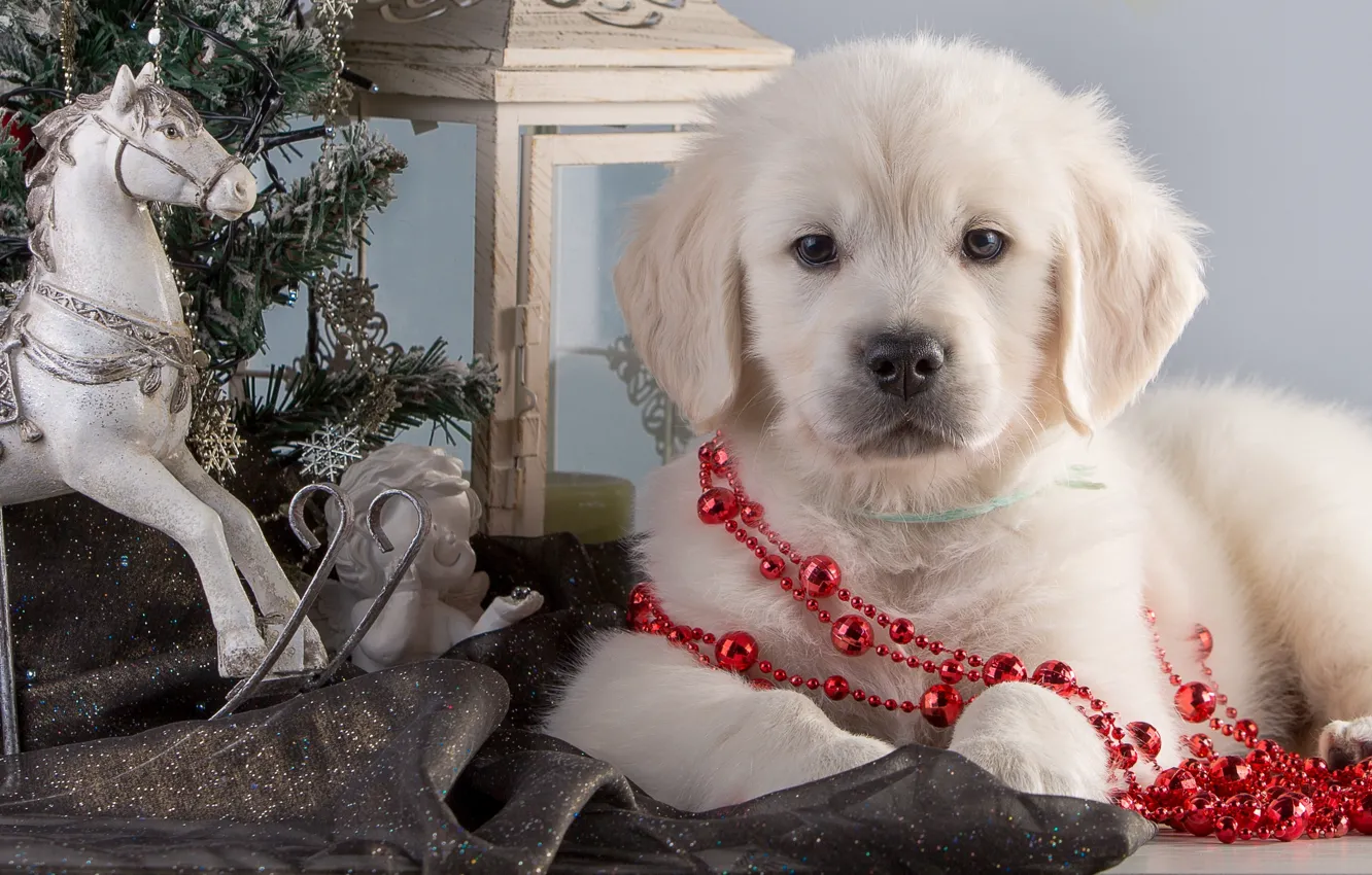 Photo wallpaper horse, horse, tree, angel, puppy, garland, Retriever