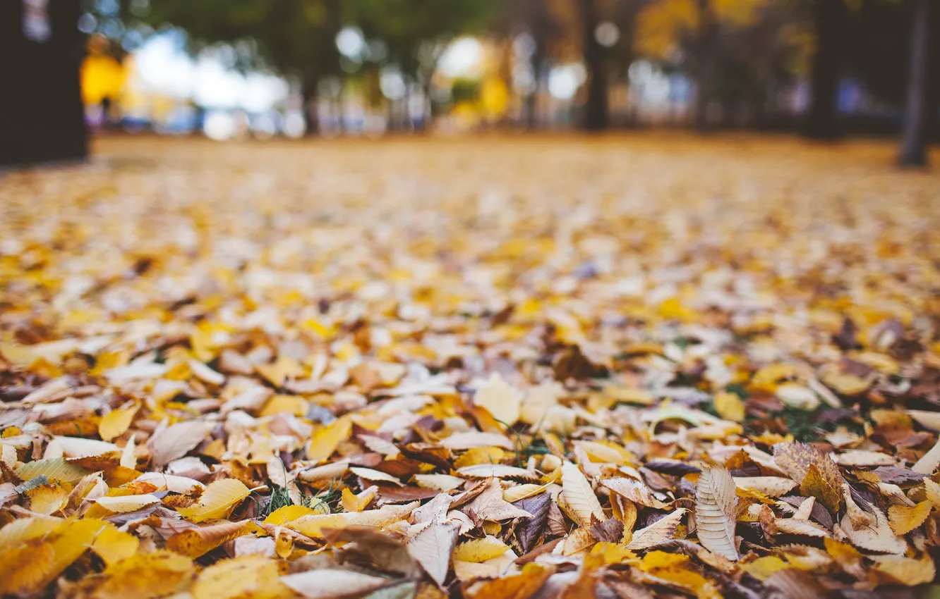 Photo wallpaper autumn, leaves, dry