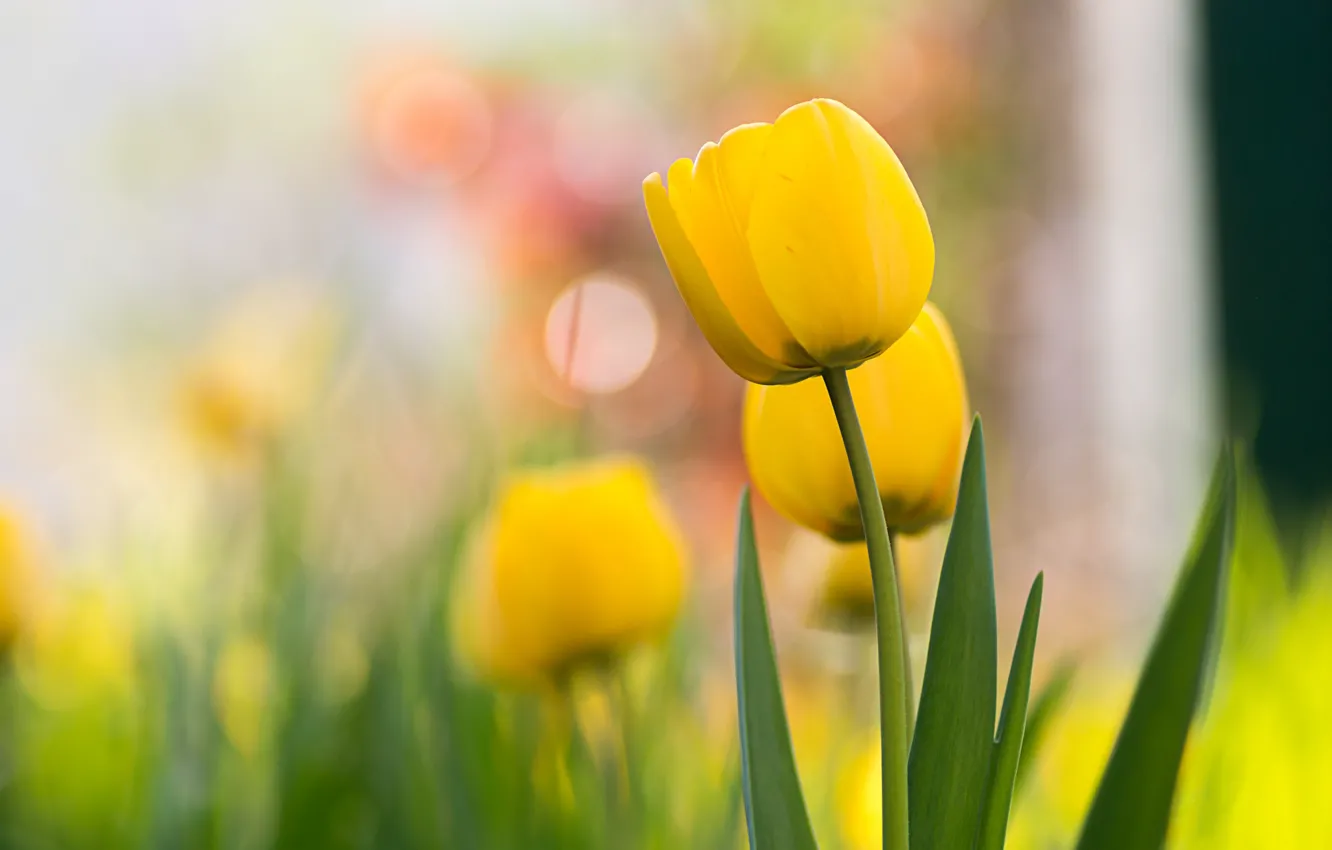 Photo wallpaper flowers, yellow, Tulip, spring, yellow, tulips, bokeh