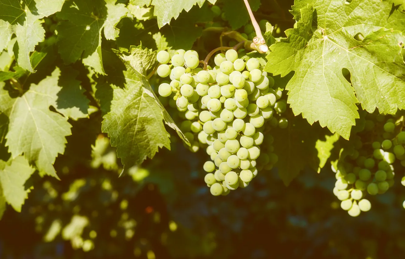 Photo wallpaper berries, grapes, bunch
