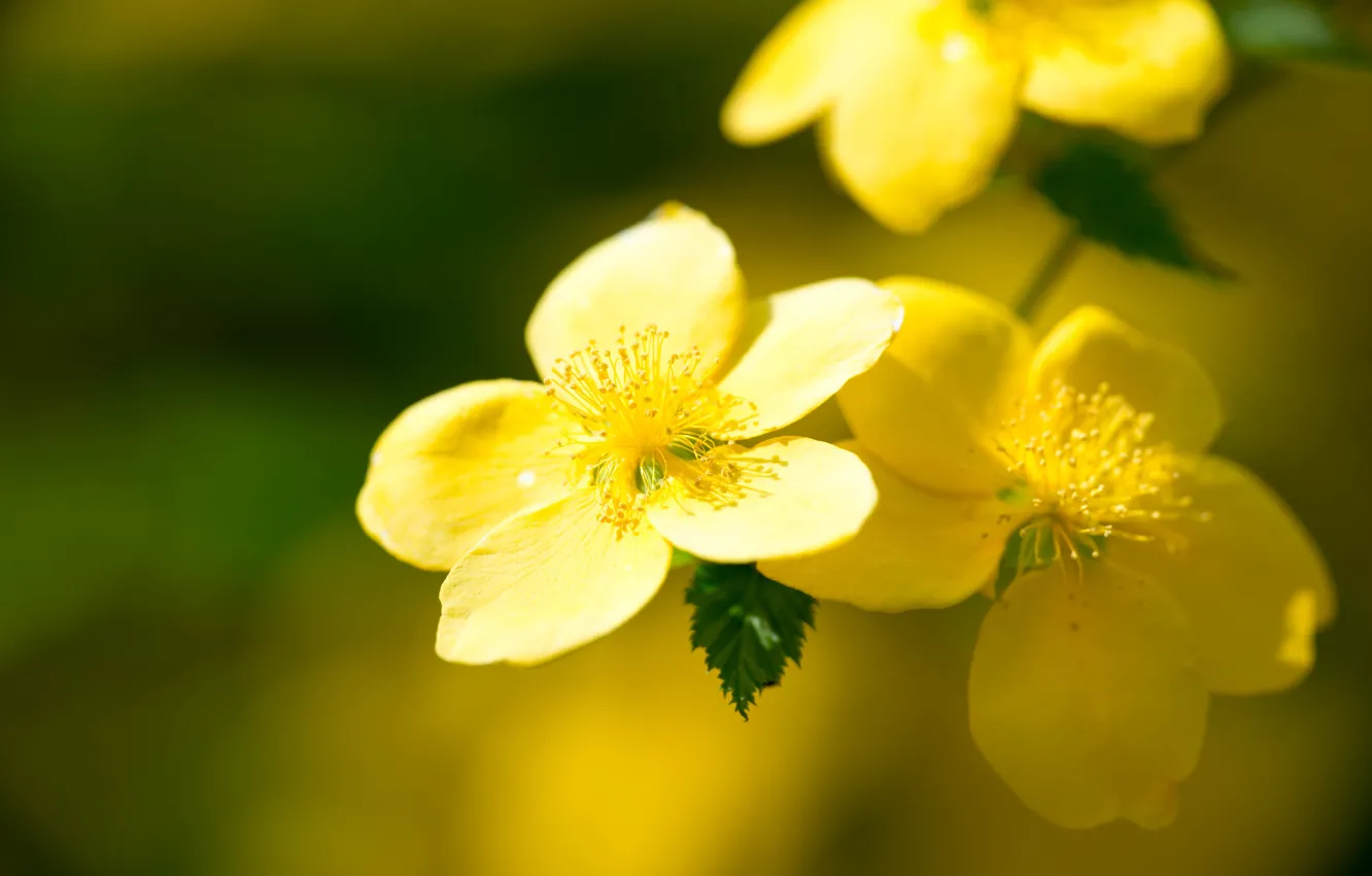 Photo wallpaper macro, petals, bokeh, Jasmine goloveckyi