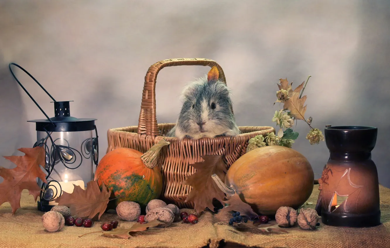 Photo wallpaper autumn, animals, humor, candles, October, pumpkin, Halloween, composition